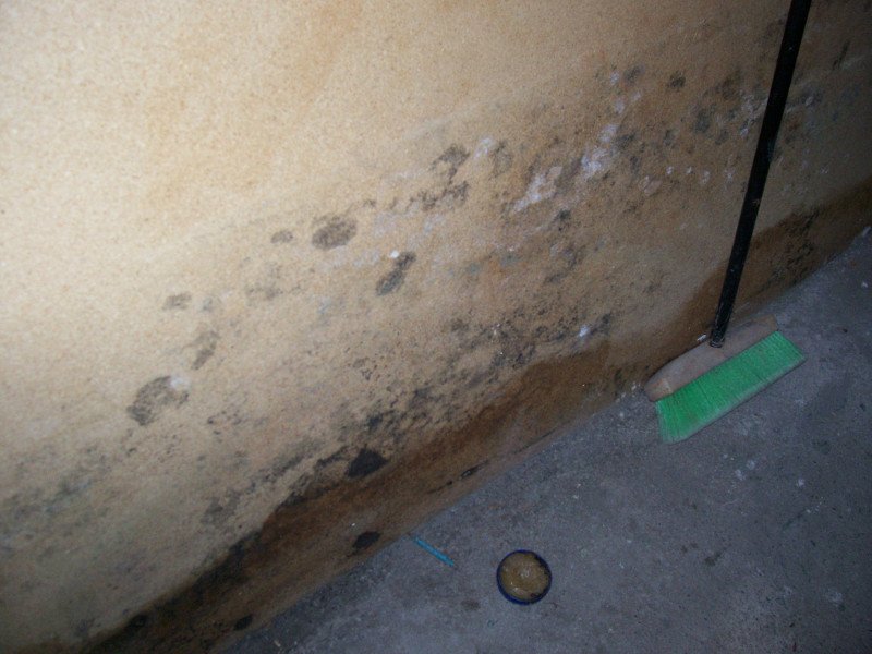 What Does Mold Look Like on Drywall? Signs, Colors, and How to Identify It